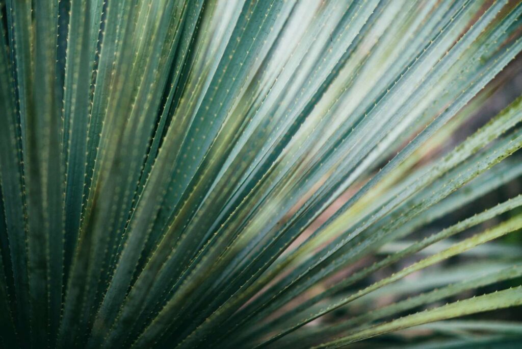ColorMax